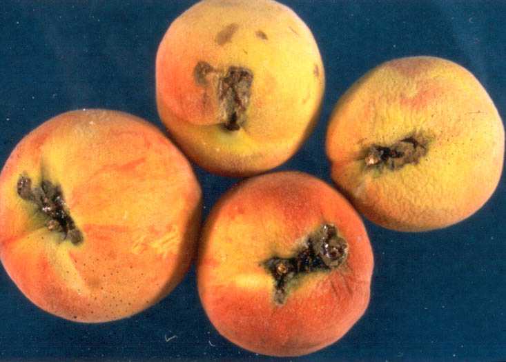 Pests BC Tree Fruit Production Guide